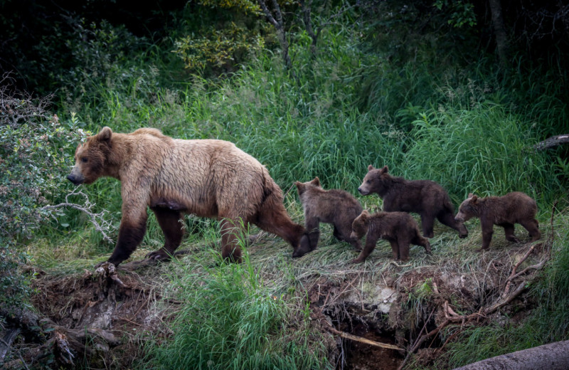 Bear with cubs at Alaska's Gold Creek Lodge.