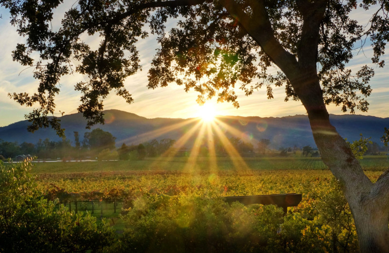 Vineyard near Mount View Hotel & Spa.