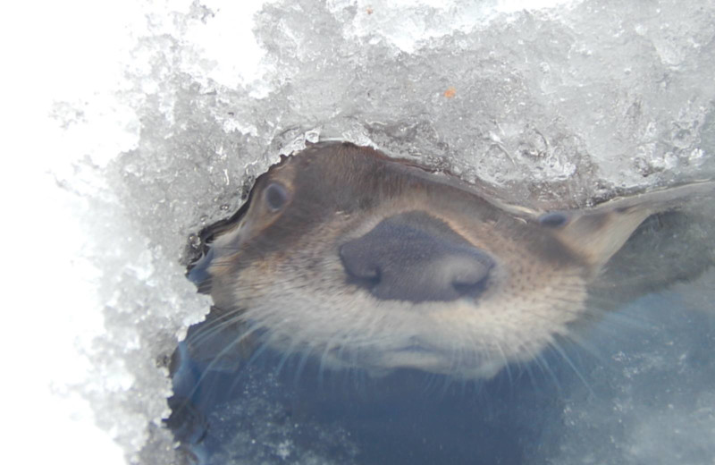 Otter at Chaunigan Lake Lodge.