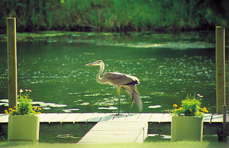 Wild life at Samara Point Resort.