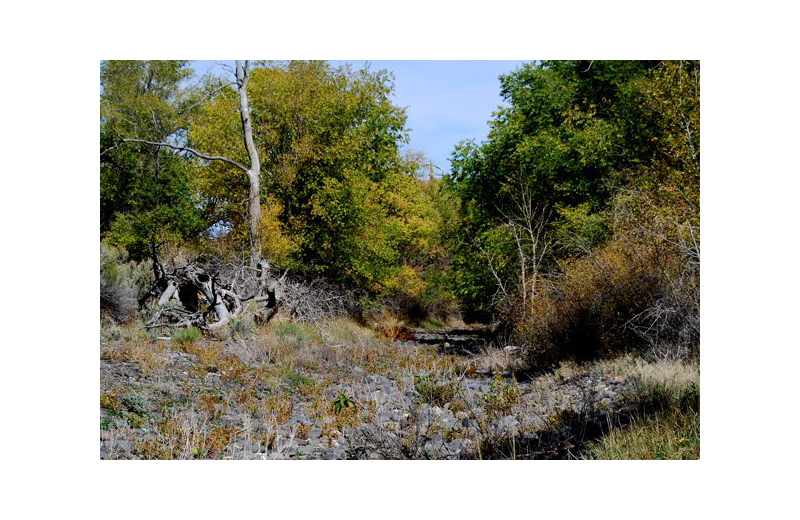 Forest near Marianna Inn.