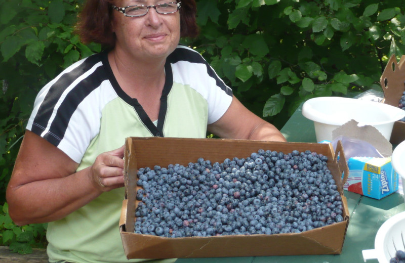 Blueberry picking at Woodside Cottages of Bayfield.