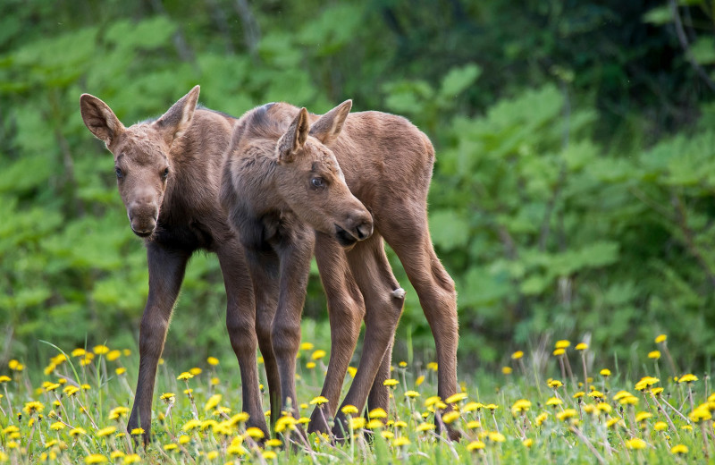 Moose at Sophie Station Suites.