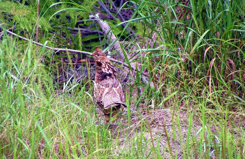 Bird at Bay Wolf Camp.