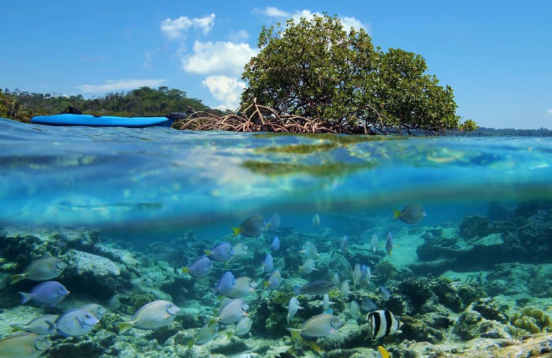 Diving at Bocas Bali Resort.