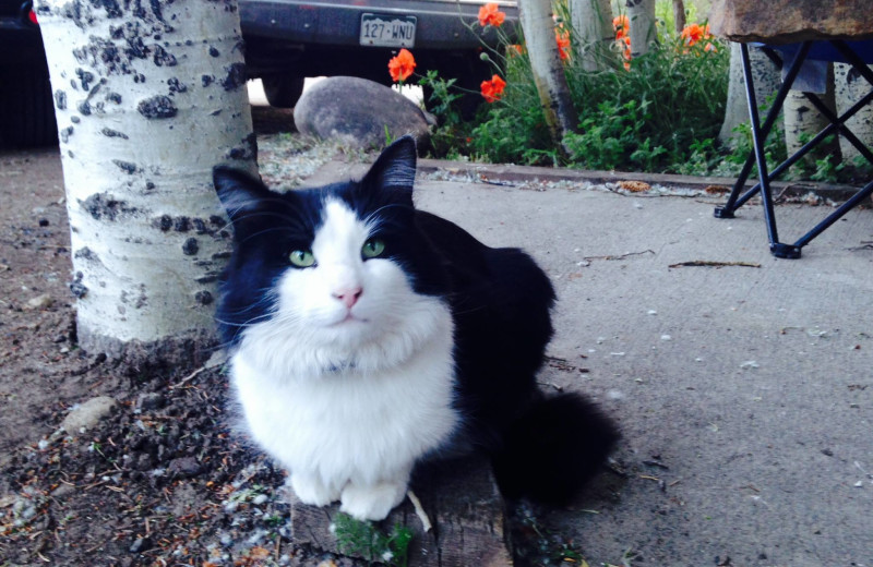 Pets welcome at Three Rivers Resort.