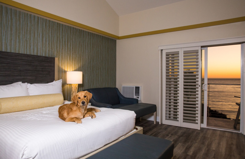 Pets welcome at The Inn at the Cove.