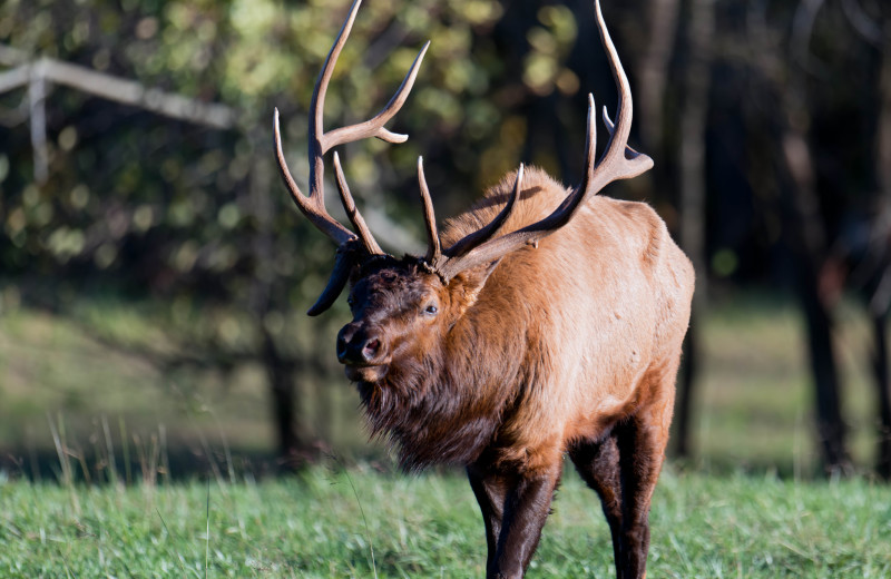 Wildlife at Buffalo Outdoor Center.