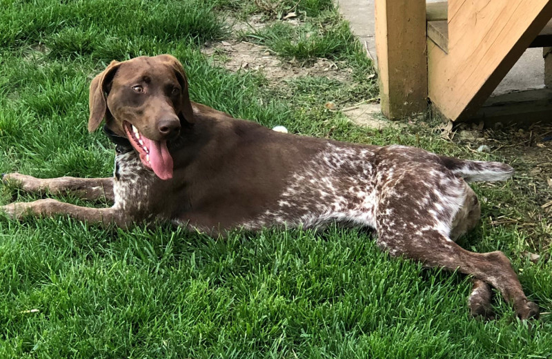 Pets welcome at Mission Springs Resort.