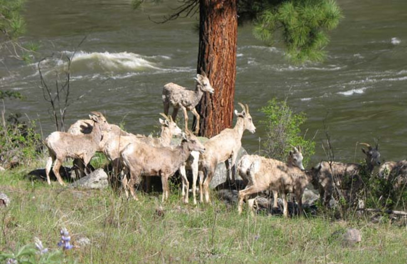 Wildlife at Silver Spur Outfitters.