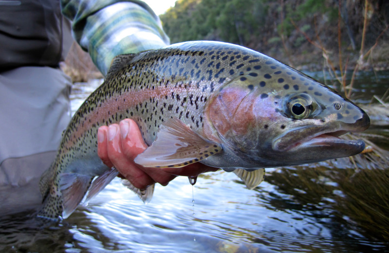 Fishing at Cave Springs Resort.