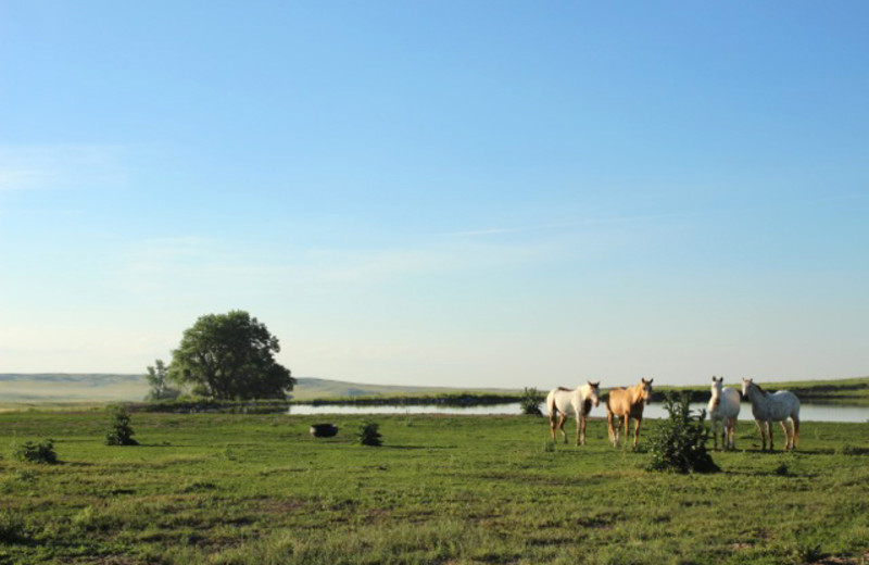 Horses at Colorado Cattle Company Ranch.