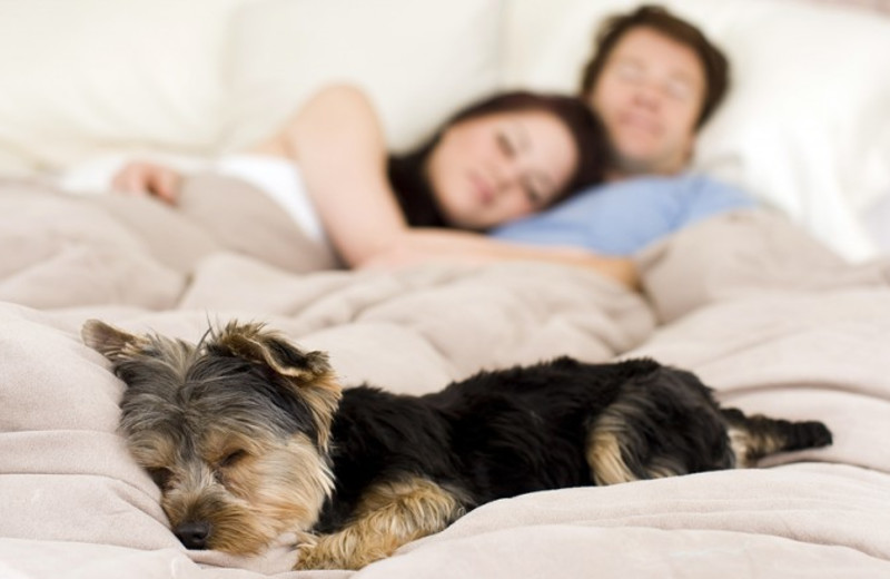 Madison Beach Hotel is pet friendly.