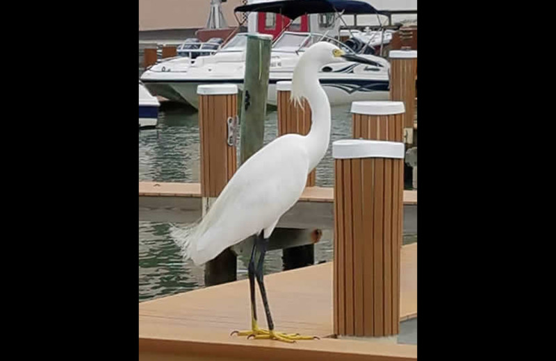 Bird at Sunrise Bay Resort & Club Condominium.