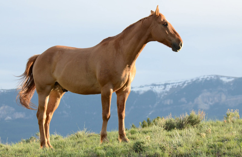 Horses at May Family Ranch.