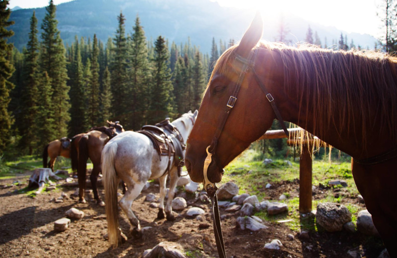 Horses at Banff Trail Riders.