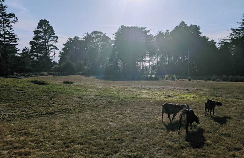 Goats at The Andiron Seaside Inn 