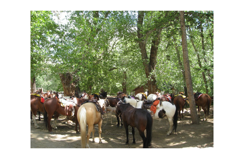 Horses at Rimrock Dude Ranch.