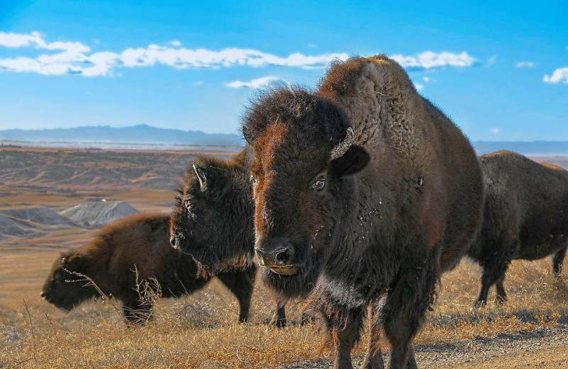 Bison at Ghost Canyon Ranch.