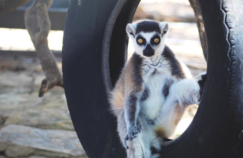 Lemur at The Exotic Resort Zoo.