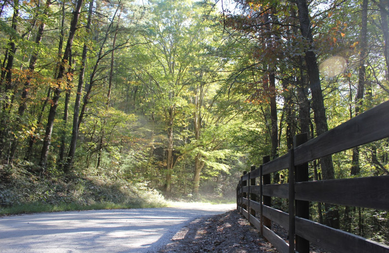 The forest at Southern Comfort Cabin Rentals.