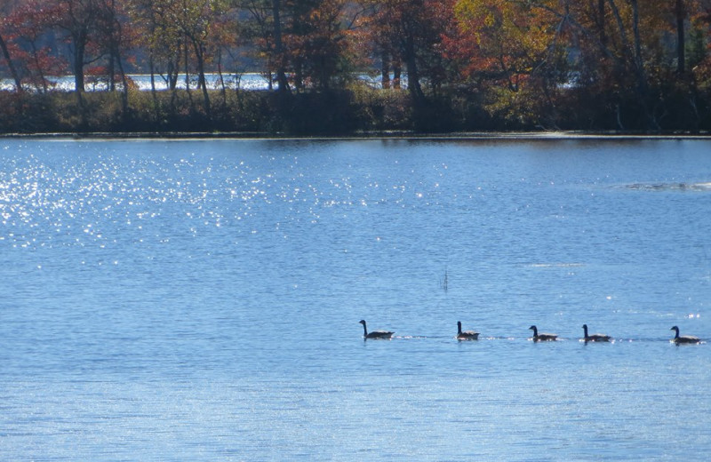 Lake at Little Pine Resort.