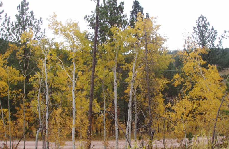 Fall trees at Heart of the Hills Vacation Homes.