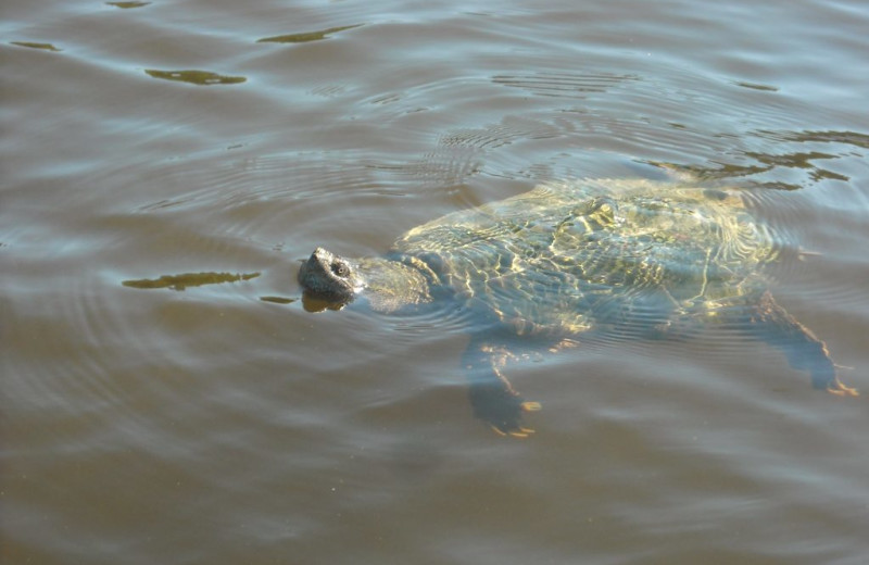 Snapping turtle at Rainbow Point Lodge.