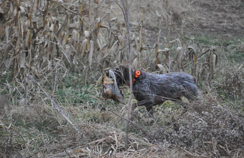 Hunting at Cedar Valley Lodge & Hunting.