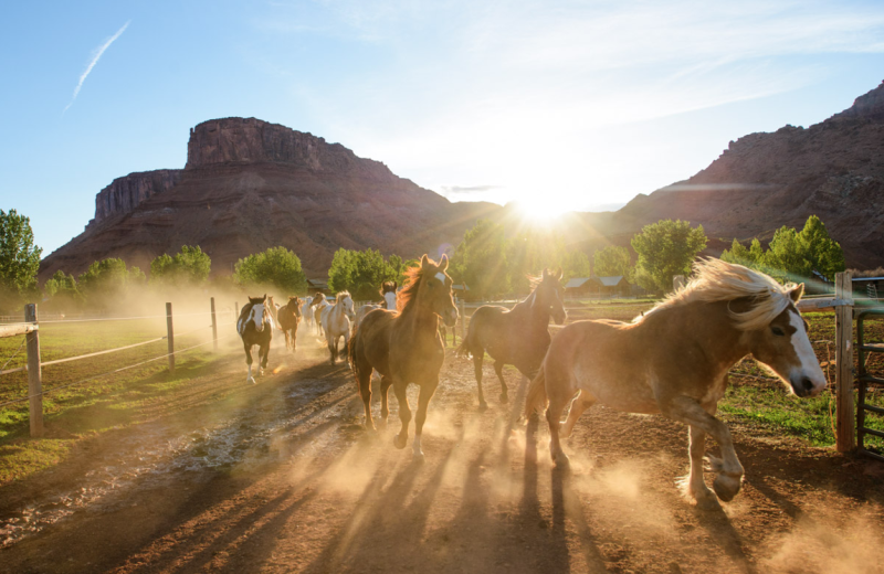 Horses at Sorrel River Ranch Resort & Spa.