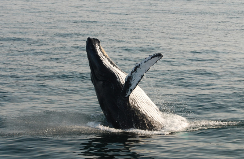 Whale writing at Linekin Bay Resort.