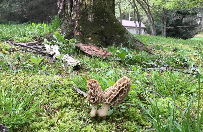 Mushrooms at Acorn Lodge.