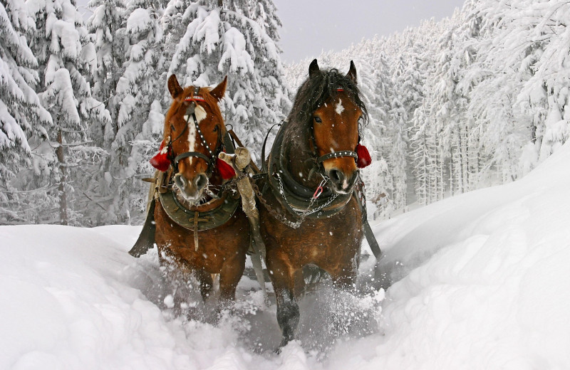Sleigh ride at Attitash Mountain Village Resort.