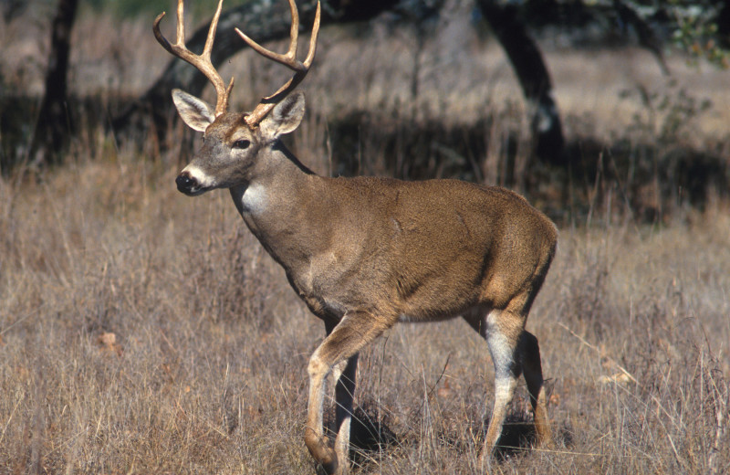 Hunting near The Snuggle Inn.