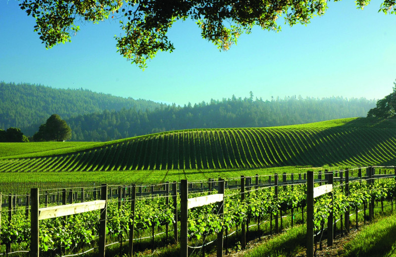 Vineyard at Alegria Inn.