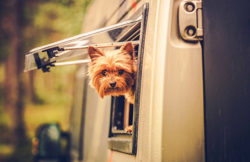 Pets welcome at Golden Beach Resort.