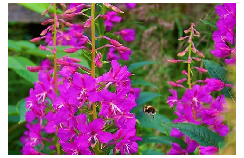 Bee and flowers at Sleepy Bear Cabins.