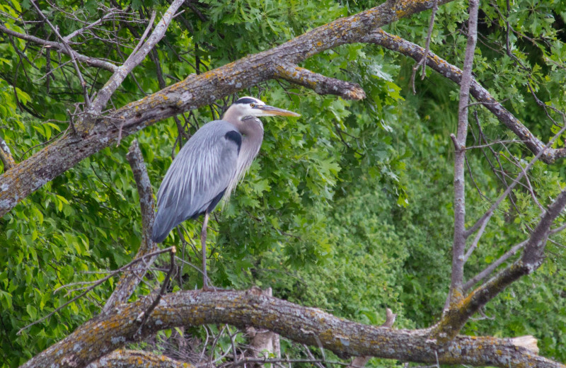 Heron at Sybil Shores Resort.