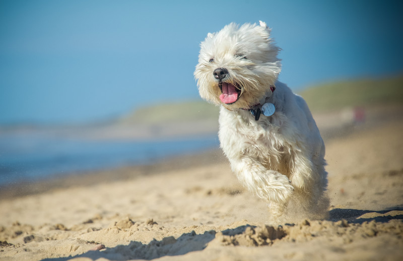 Pets welcome at Saco Bay Rentals.