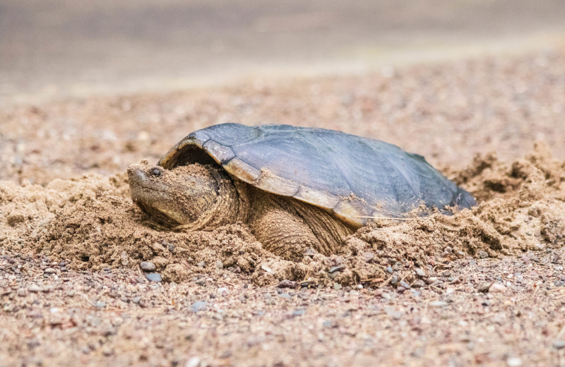 Snapping turtle at White Birch Village Resort.