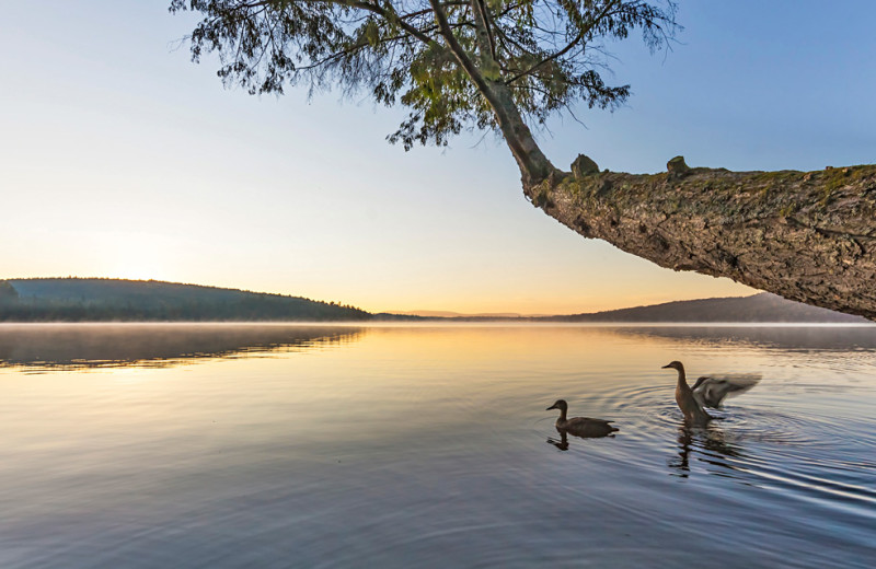 Lake view at Killarney Lodge in Algonquin Park.