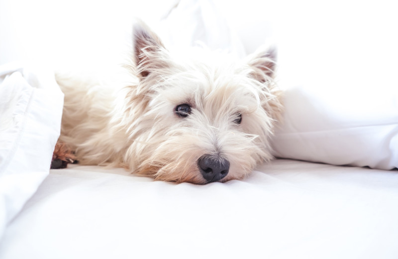 Pets welcome at Rosen Inn International.