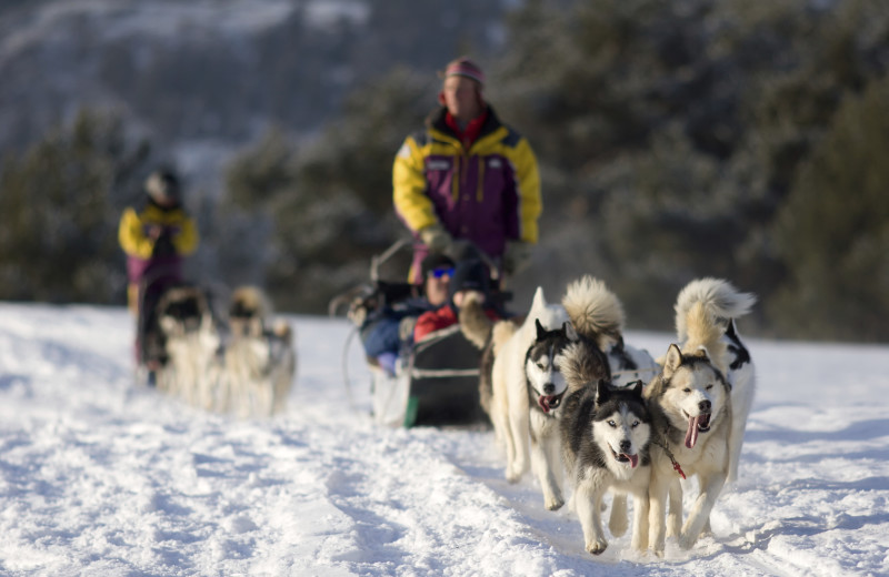 Dog sledding near BlueSky Breckenridge.