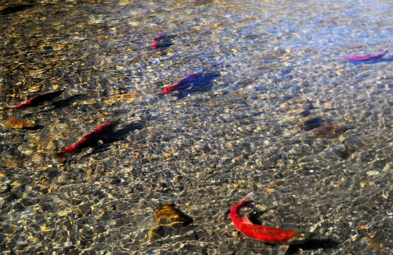 Fishing at Kenai River Drifter's Lodge.