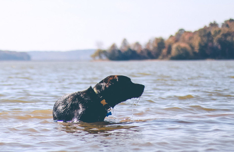 Pets welcome at Sebasco Harbor Resort.
