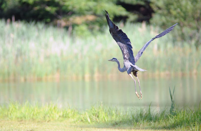 Wildlife at Lake George RV Park.