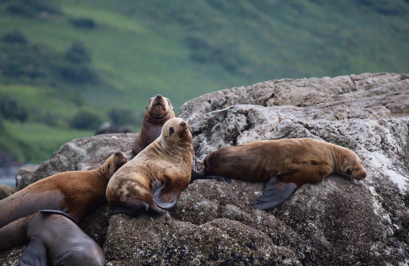 Seal at Zachar Bay Lodge.