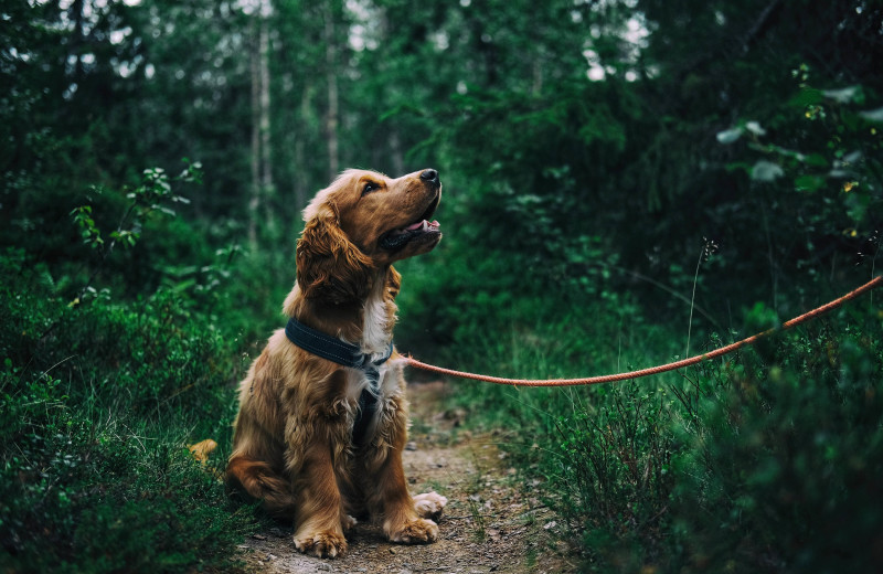 Pets welcome at Tamarack Lodge.