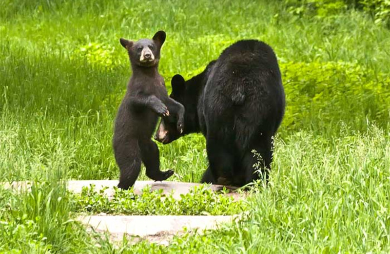 Black bear at Northern Lights Resort Outfitting & Youth Quest.