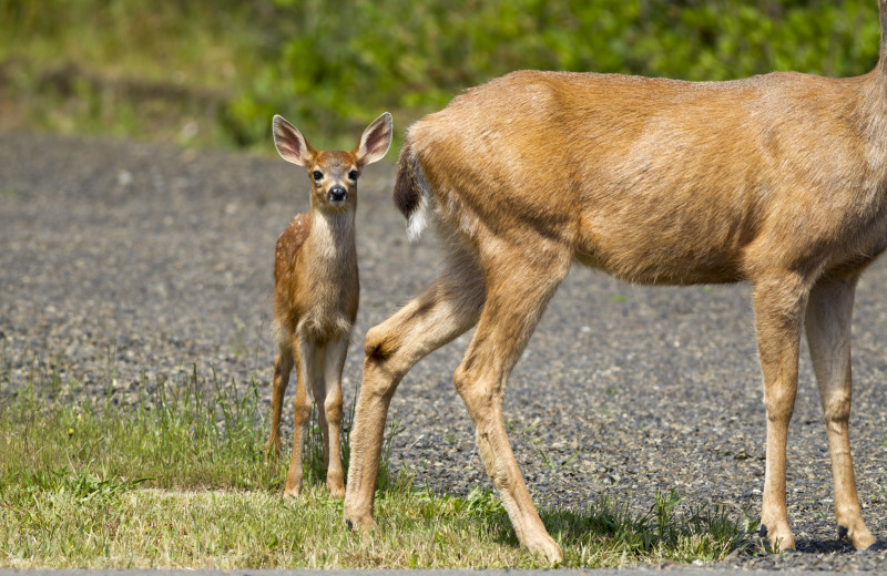 Deer on beach at Shilo Inn Suites Hotel Ocean Front Resort.